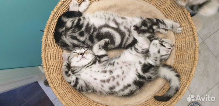 Американской короткошерстной котята
