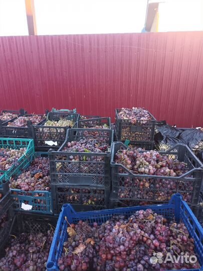 Виноград 30руб.кг