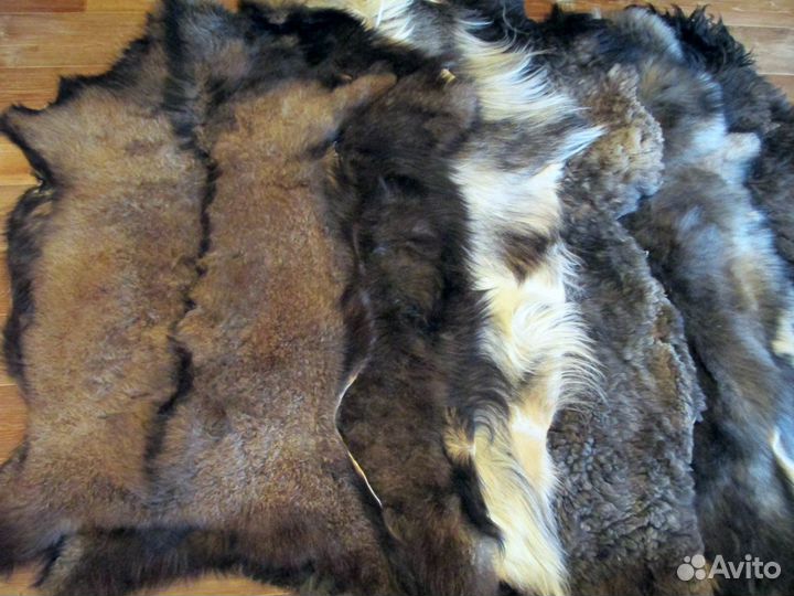 Шкуры волчьего окраса