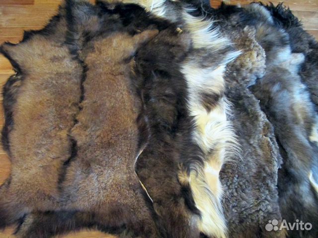 Шкуры волчьего окраса