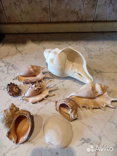 Набор ракушек