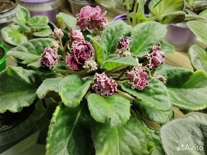 Комнатные растения