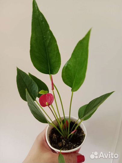 Антуриум Миллион цветов