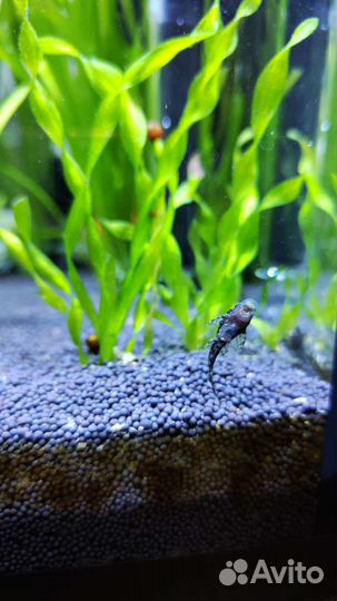 Сомики анциструсы