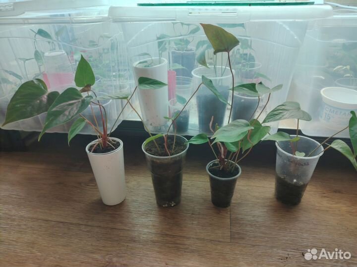 Антуриум Шелл коралл