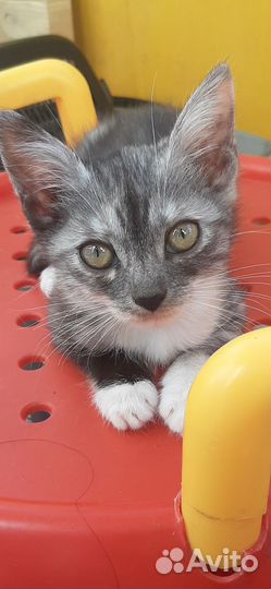 Кошка Котенок с черным носиком