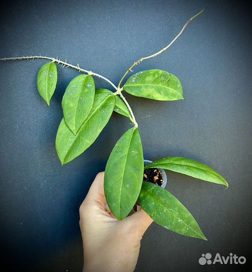 Хойи сортовые