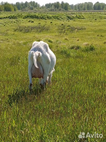 Козы дойные, зааненской породы