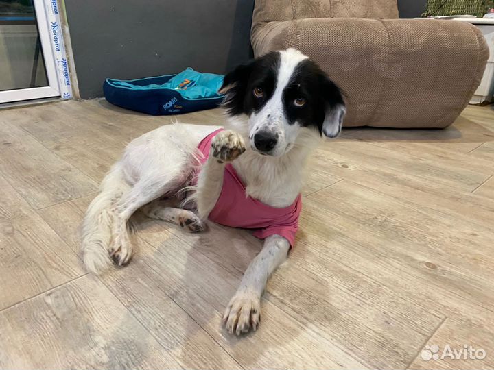 Собака - компаньон Таша