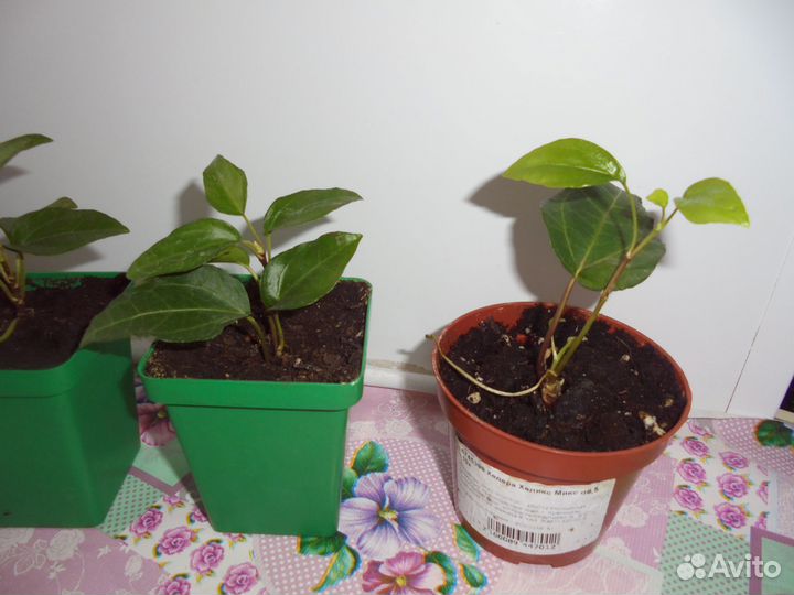 Хедера хеликс микс укоренившиеся отростки