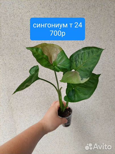 Сингониумы #2