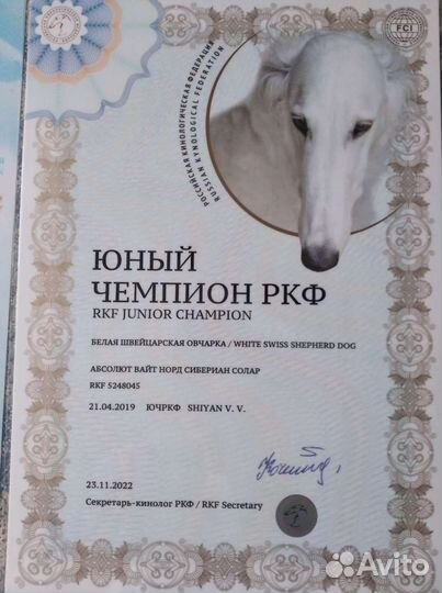 Кобель бшо вязка