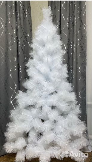 Ель (сосна) белая. Новая