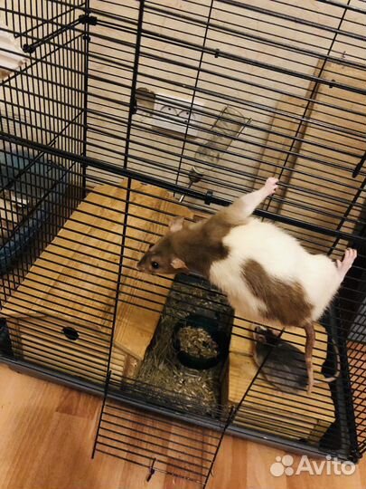 Крысята сиамские дамбо классика