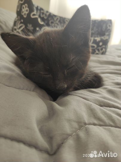 Черный котенок, мальчик, 2 мес