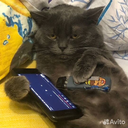 Котик ищет дом