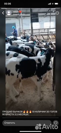 Бычки и телята