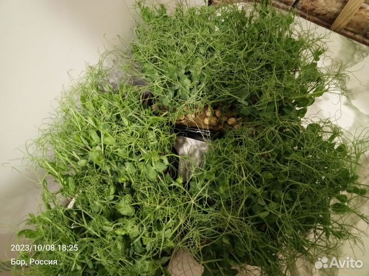 Микрозелень