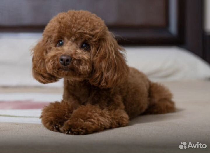 Той-пудель девочка