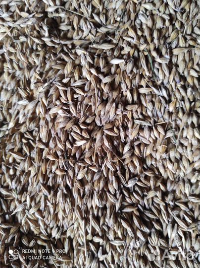 Зерно ячмень