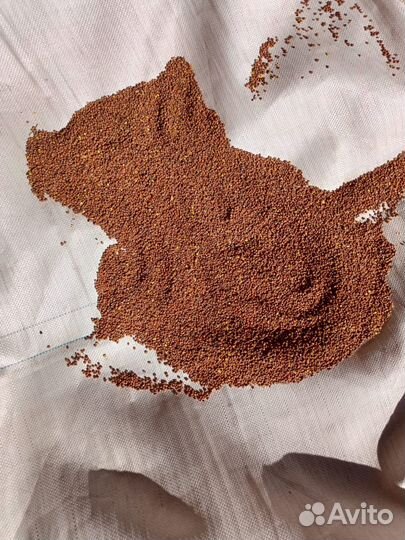 Семена масличной редьки