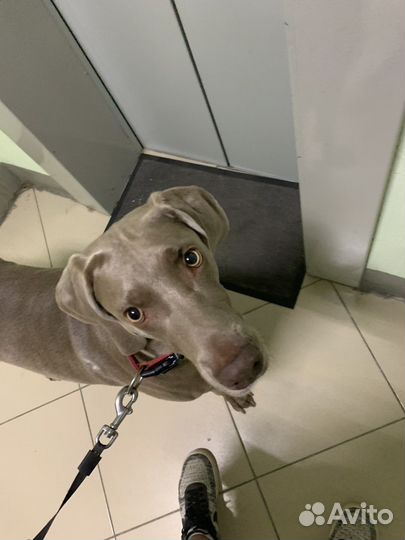 Передержка или выгул собак и кошек