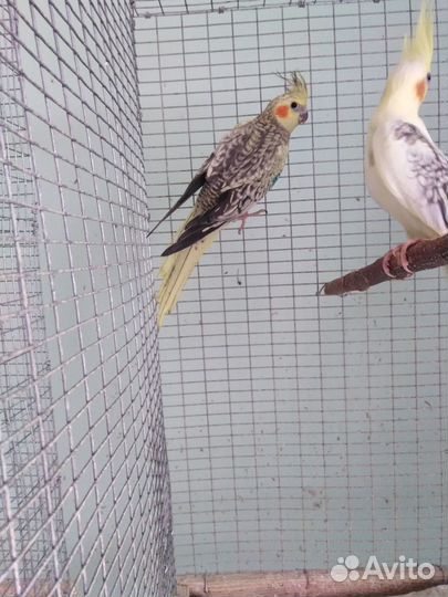 Попугаи корелла