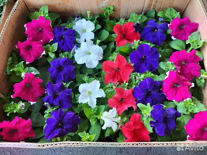 Цветы оптом и в розницу