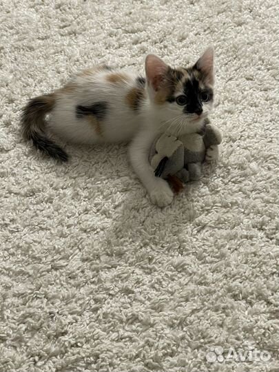 Кошка