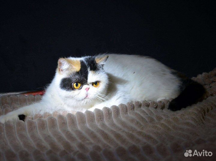 Экзотическая короткошерстная кошка