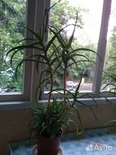 Алоэ (столетник лечебный)