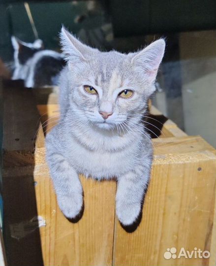 Девочка в добрые руки