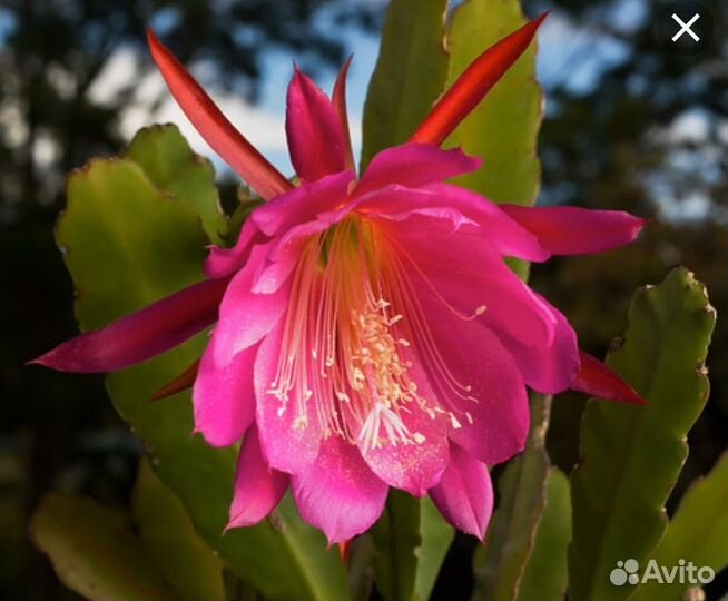 Комнатные цветы ростки