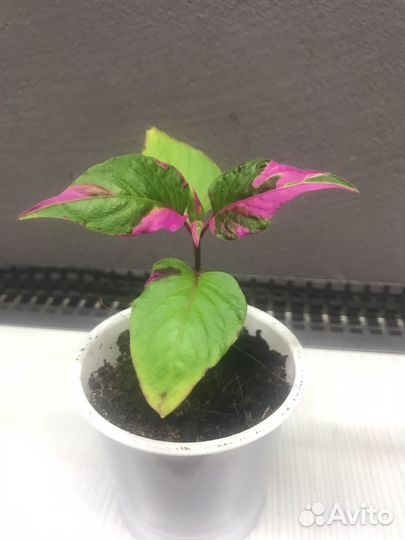 Альтернантера