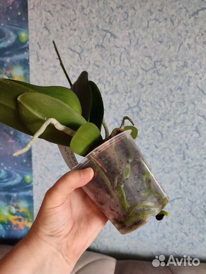 Орхидея фаленопсис Пират Пикоти