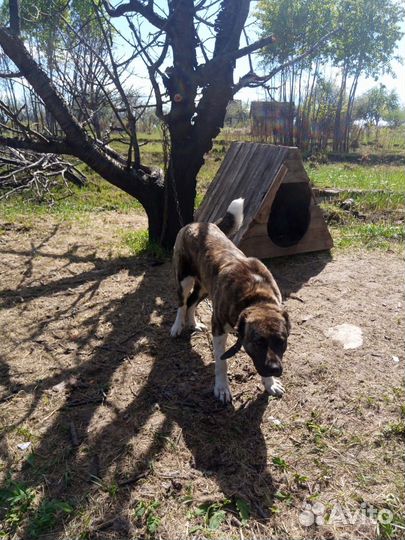 Собачка 11 мес