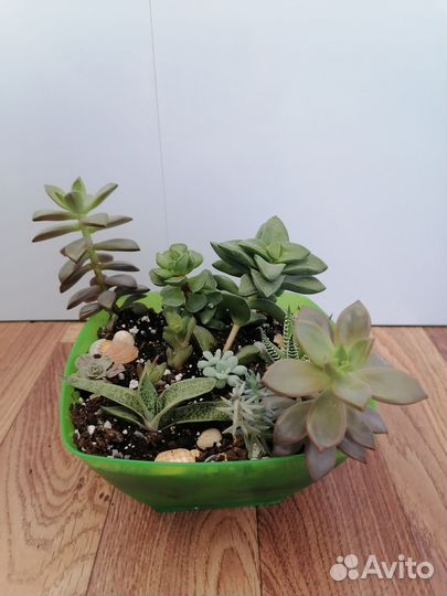 Суккуленты