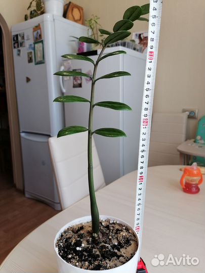 Замиокулькас