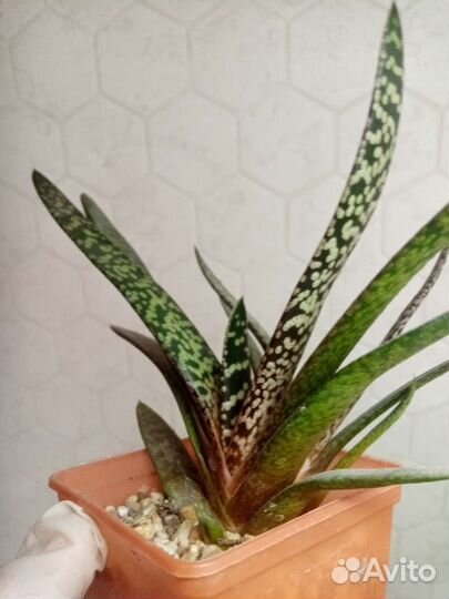 Гастерия Сноу storm