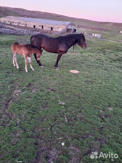 Продажа лошадей