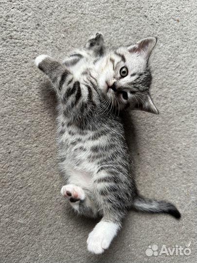 Шотландские прямоухие котята