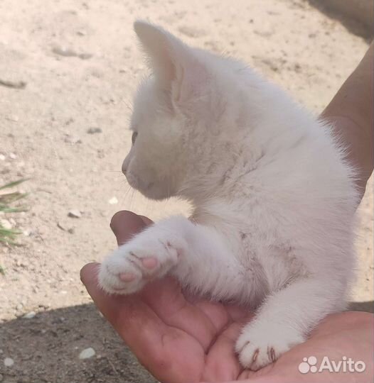Котëнок девочка от кошки-крысоловки