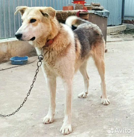 Кобель в добрые руки