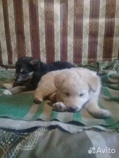Щенок в добрые руки бесплатно порода дворняжка