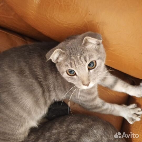 Кошки в дар