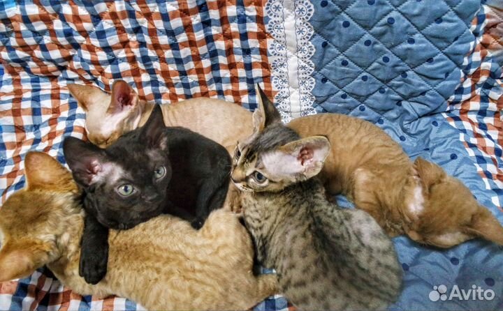 Котята Девон-рекс