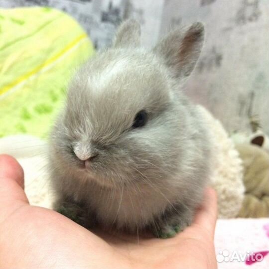 Карликовые кролики разных пород