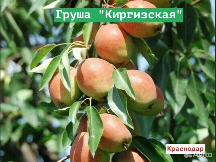 Груша Киргизская