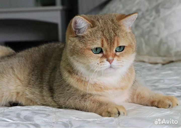 Вязка, золотая шиншилла