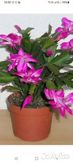 Комнатные растения